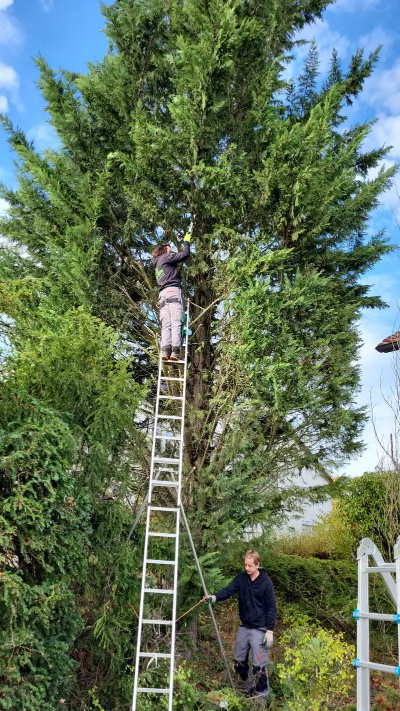 Baumschnitt an einem hohen Nadelbaum mit Leiter