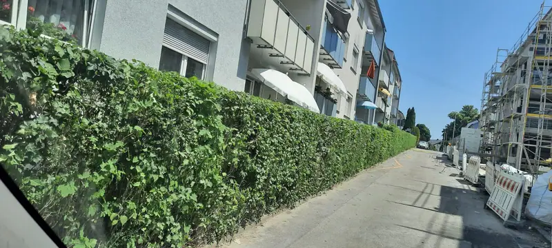 Lange Hecke vor einem Mehrfamilienhaus nach dem Heckenschnitt