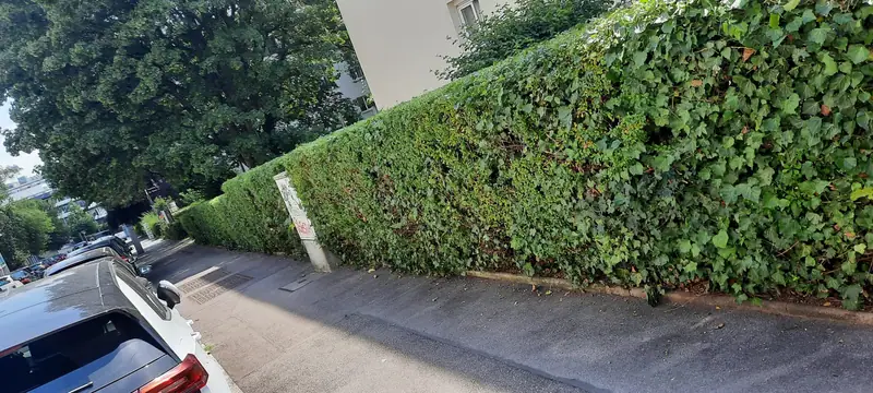 Hecke am Parkplatz in Form gebracht