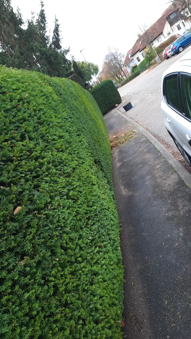 Gepflegte Hecke an einer Wohnanlage nach dem Rückschnitt
