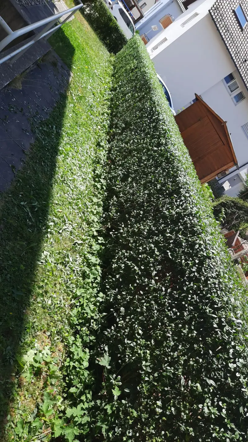 Gerader Formschnitt einer langen Hecke