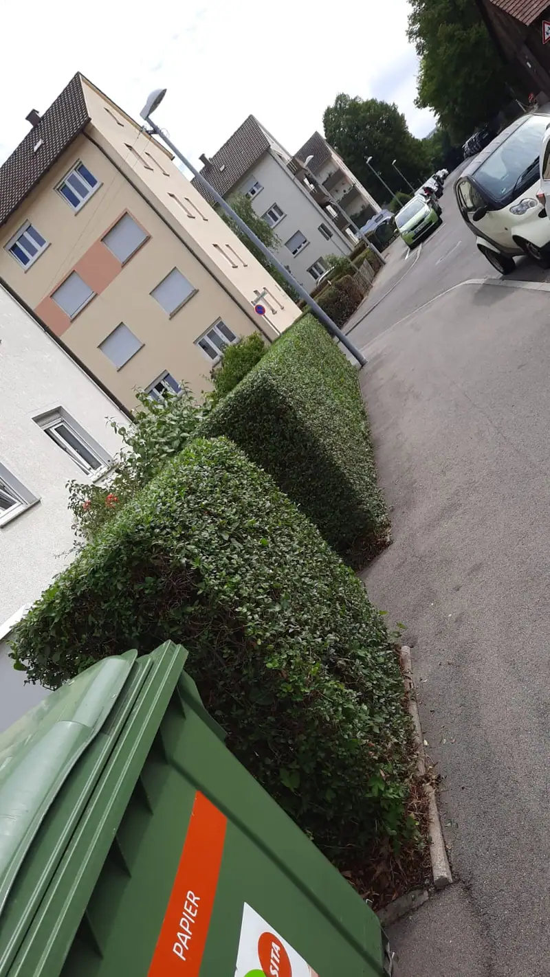 Frisch geschnittene Hecke entlang eines Gehwegs