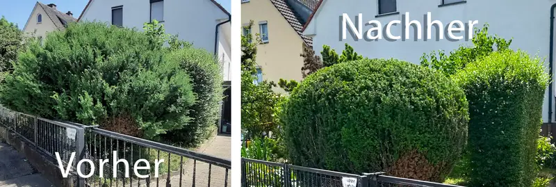 Vorher-Nachher-Vergleich: verwilderte Büsche und Hecke vor und nach dem Formschnitt durch Kabic Gartenpflege