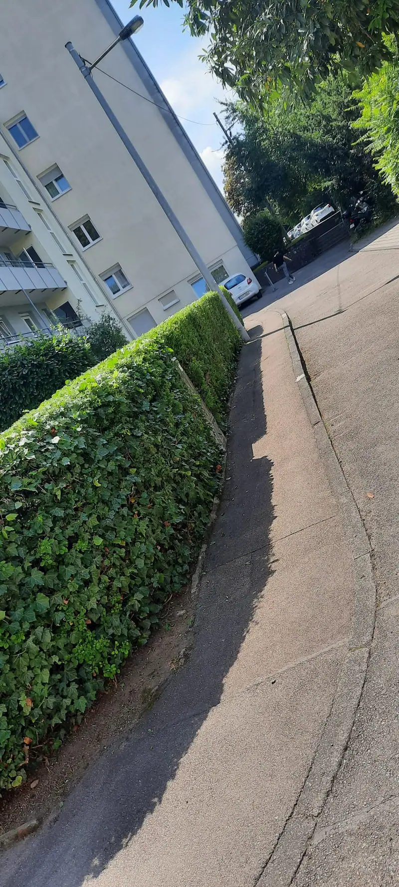Heckenschnitt entlang eines Fußwegs