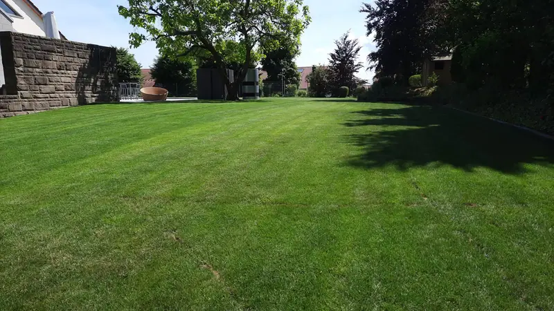 Frisch gemähter, gepflegter Rasen mit Bäumen – Gartenpflege von Kabic in Bietigheim-Bissingen