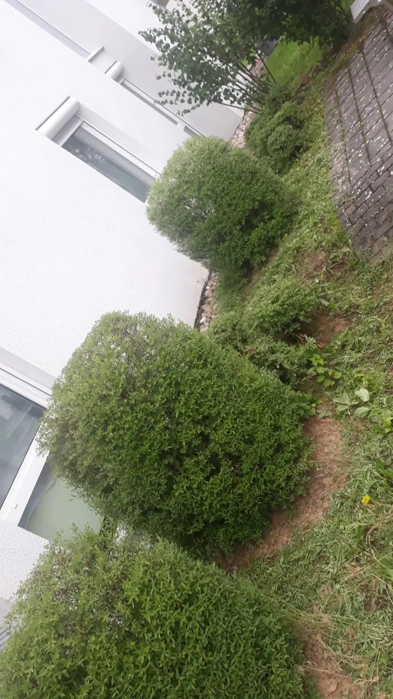 Sträucher im Vorgarten nach dem Formschnitt