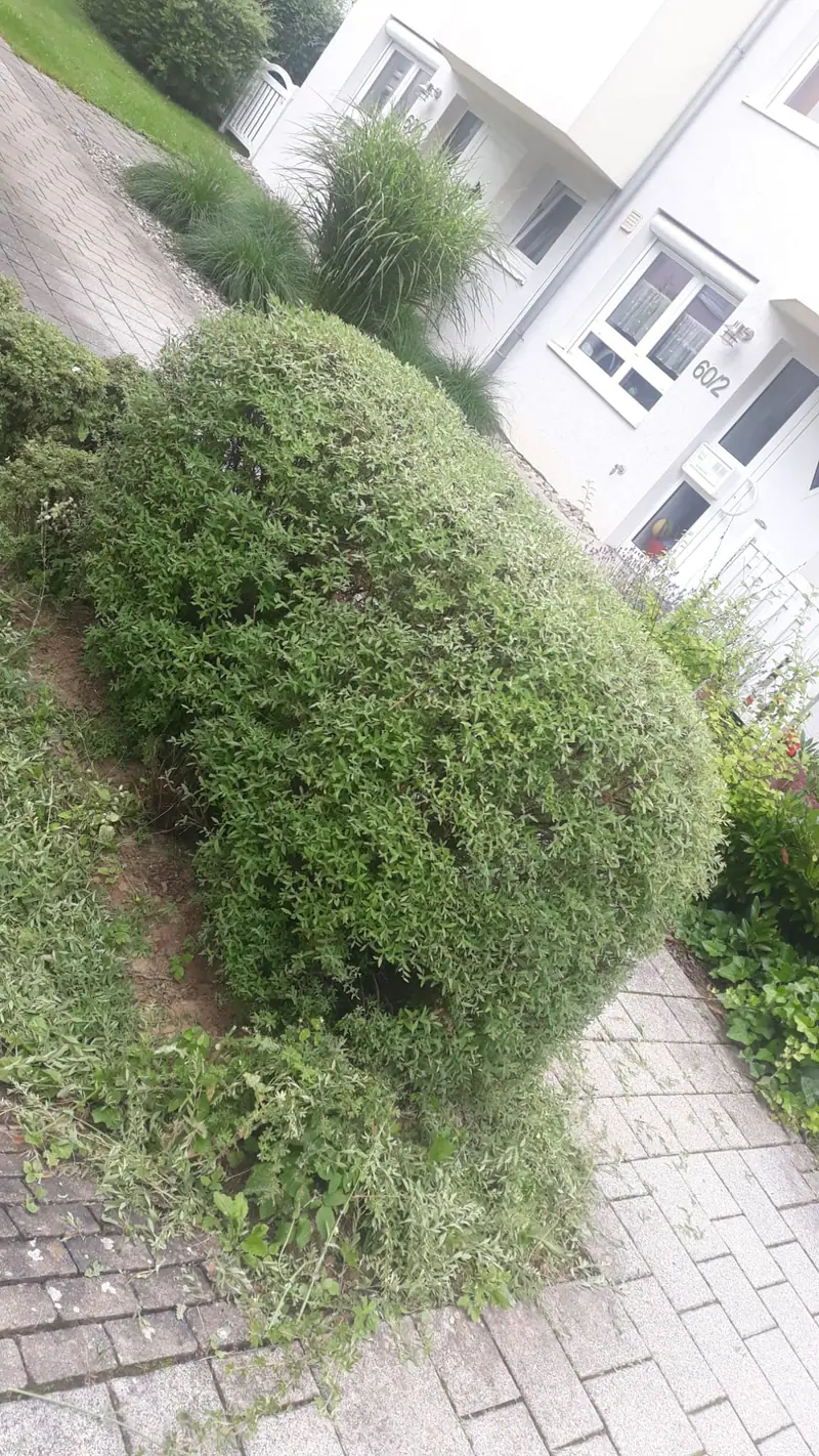 Strauchschnitt im Vorgarten eines Mehrfamilienhauses